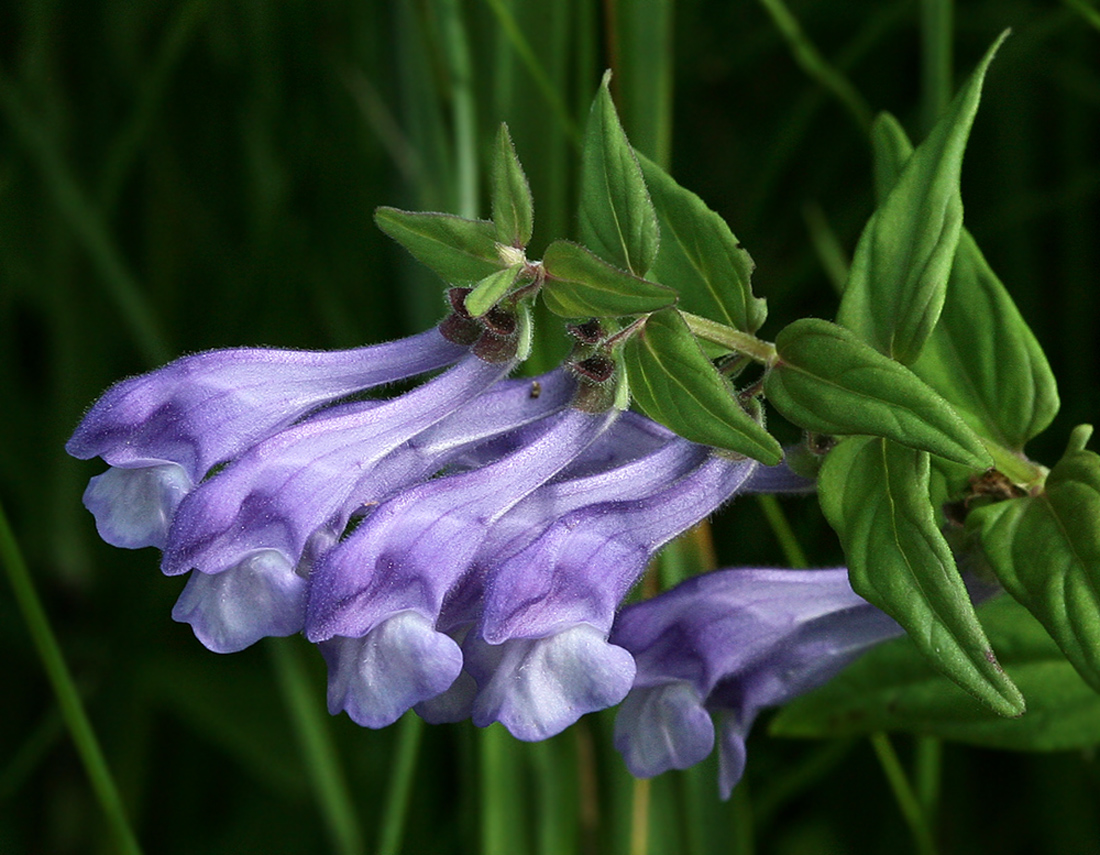 Image of Scutellaria hastifolia specimen.