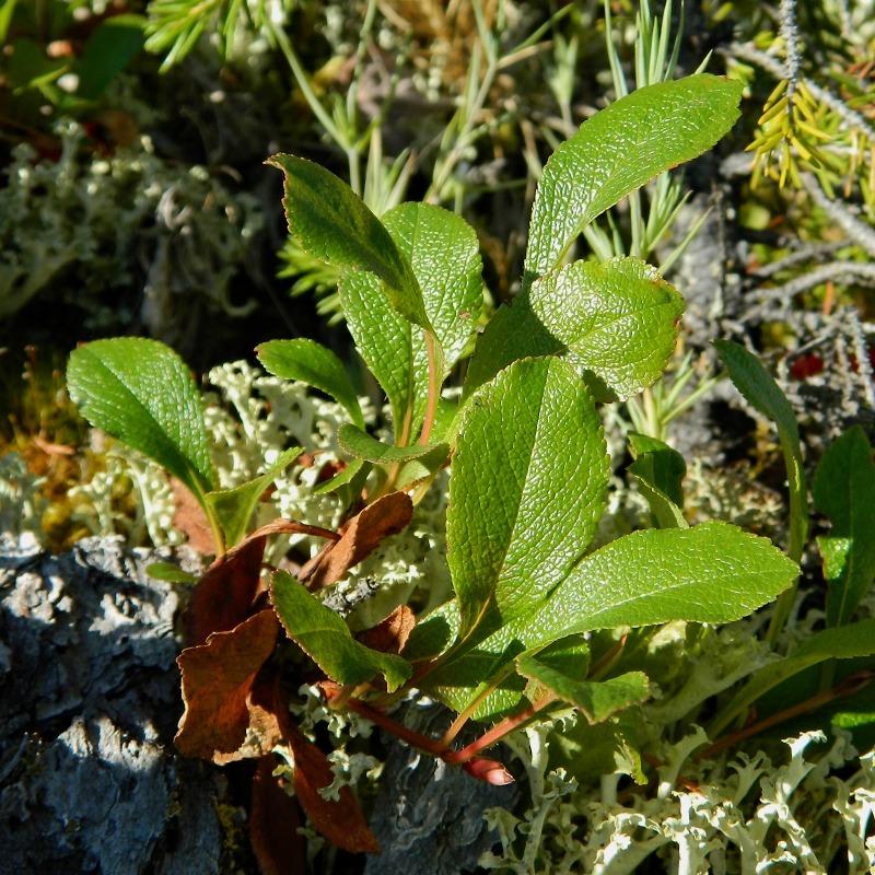 Изображение особи Arctous erythrocarpa.