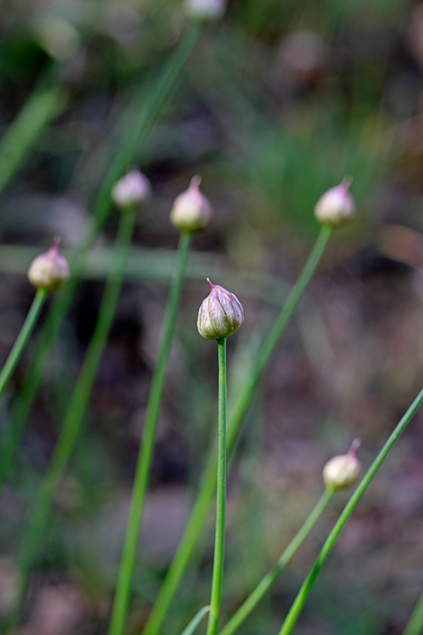 Image of genus Allium specimen.