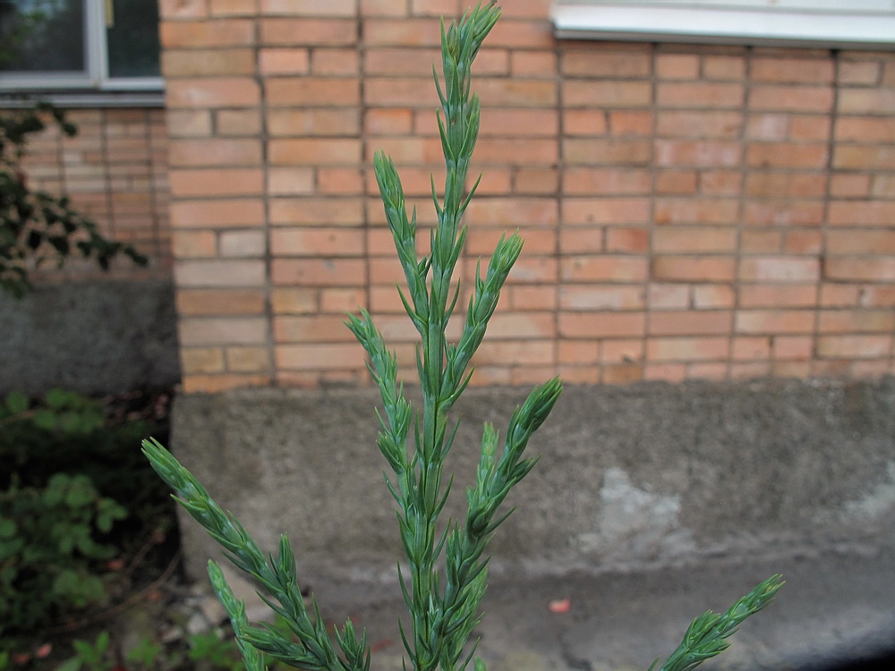 Image of Juniperus chinensis specimen.