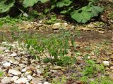 Urtica dioica. Цветущее растение возле ручья. Краснодарский край, Крымский р-н, окр. ст. Неберджаевская, р. Богого. 15.09.2013.