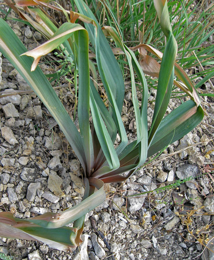 Image of Eremurus jungei specimen.