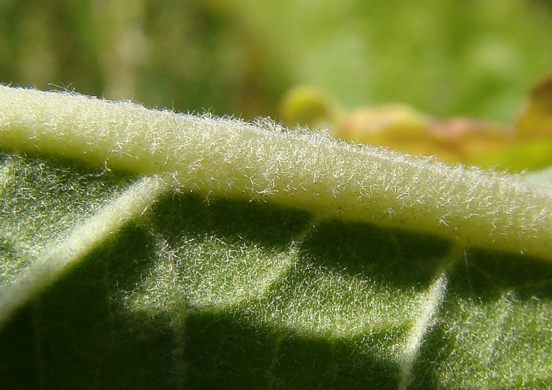 Изображение особи Verbascum lychnitis.