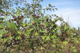 Crataegus dipyrena