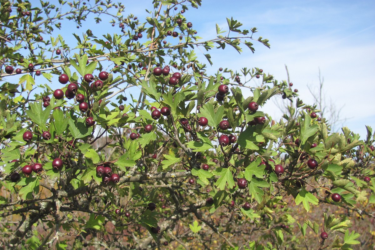 Image of Crataegus dipyrena specimen.