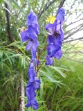 Aconitum turczaninowii. Соцветие. Республика Бурятия, Баунтовский эвенкийский р-н, окр. пос. Северный, долина р. Има, береговая граница разнотравного сырого луга. 04.08.2013.