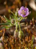 Spergularia rubra