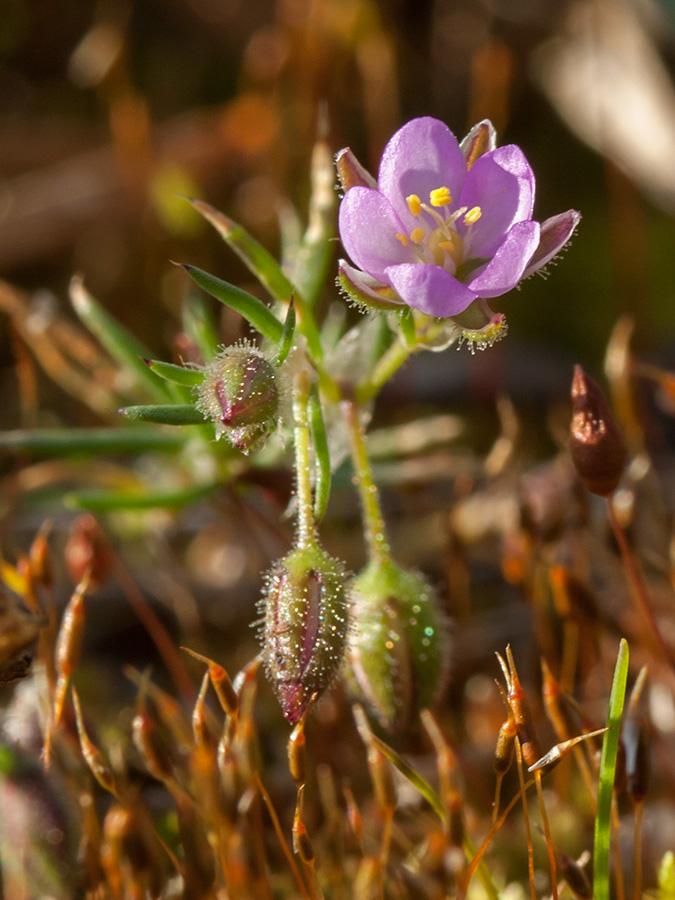 Image of Spergularia rubra specimen.