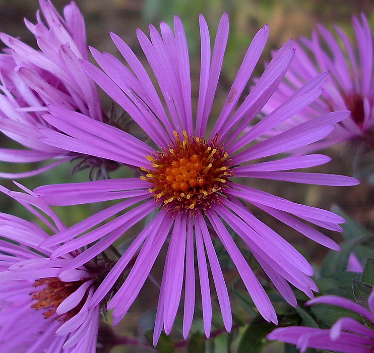 Image of Symphyotrichum novae-angliae specimen.