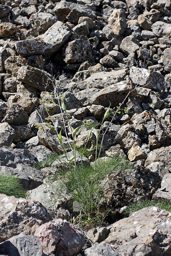 Изображение особи Ferula ugamica.