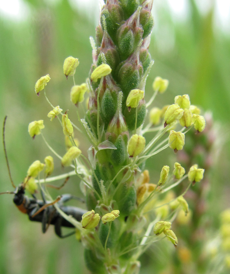 Изображение особи Plantago maritima.