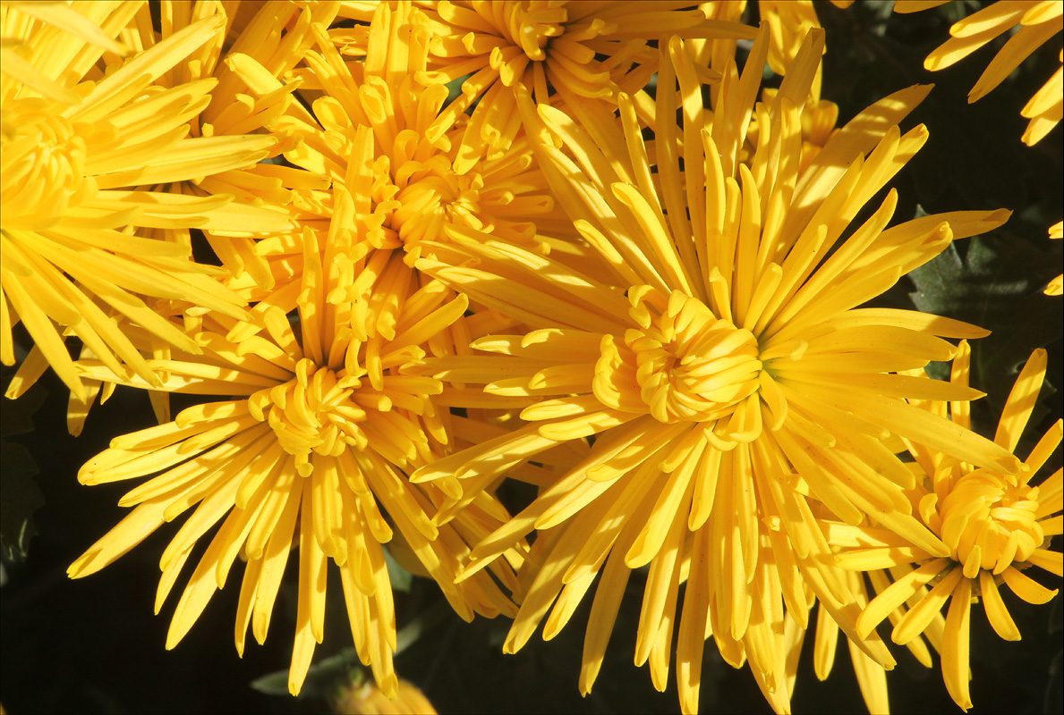 Image of Chrysanthemum morifolium specimen.