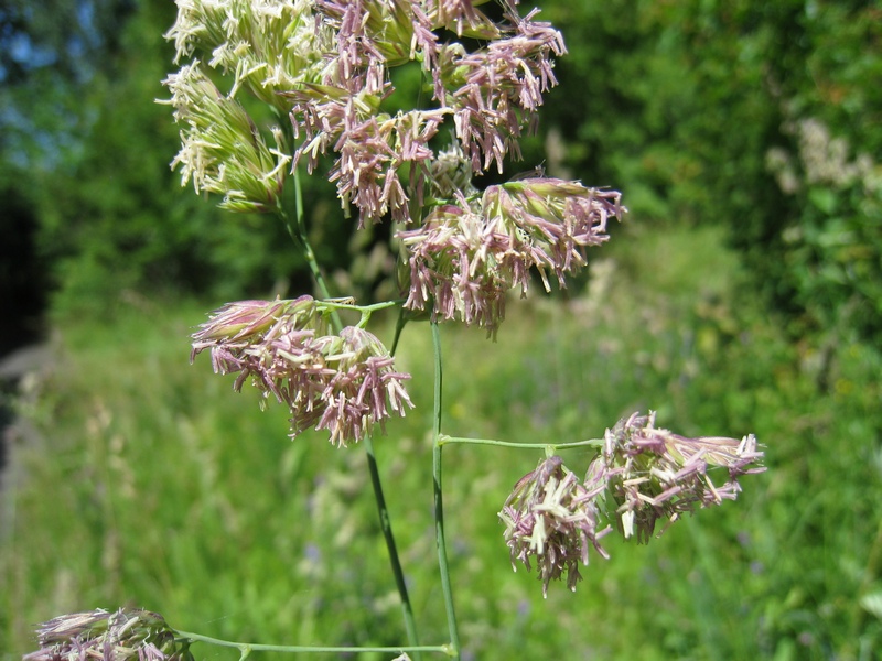 Изображение особи Dactylis glomerata.