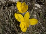 Sternbergia lutea. Цветки. Греция, Ионическое море, о. Кефалония, национальный парк Энос. 29.09.2013.