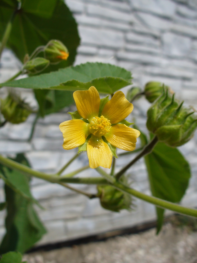 Image of Abutilon theophrasti specimen.