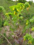 Cerinthe minor