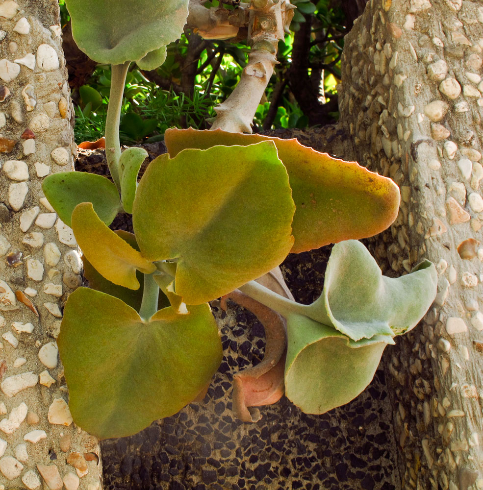 Image of Kalanchoe beharensis specimen.