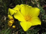 Linum flavum. Цветки. Украина, Львовская обл., остепнённый луговой склон на выходах известняков. 2 сентября 2008 г.