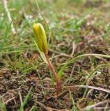 Gagea bohemica