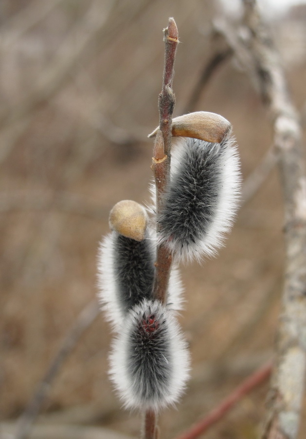 Изображение особи Salix siuzewii.