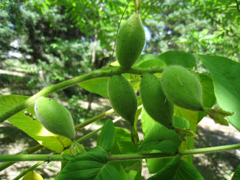 Изображение особи Juglans mandshurica.