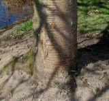 Prunus serrulata. Комлевая часть ствола ('Shirotae'). Германия, г. Дюссельдорф, Ботанический сад университета. 10.03.2014.