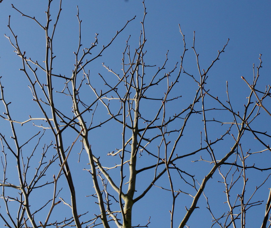 Image of Davidia involucrata var. vilmoriniana specimen.