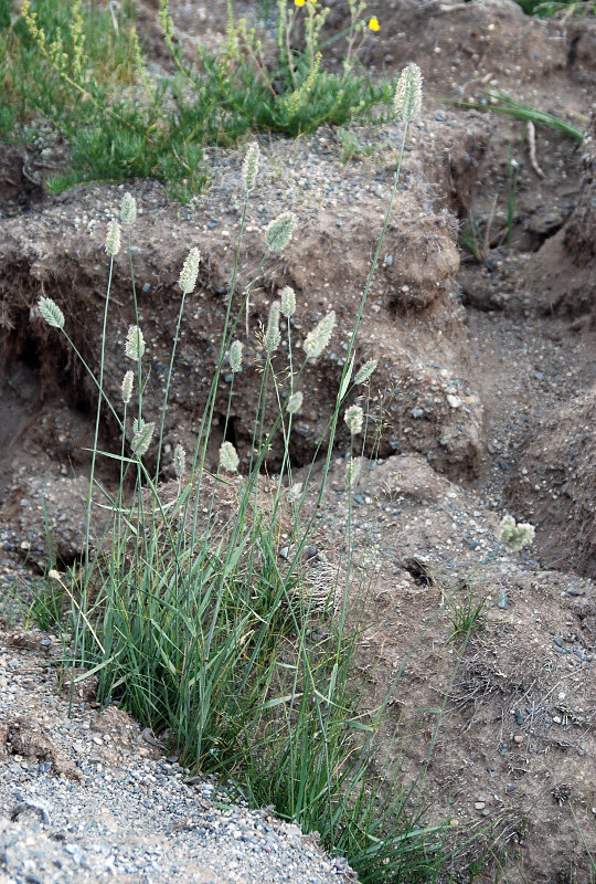 Изображение особи Agropyron kazachstanicum.