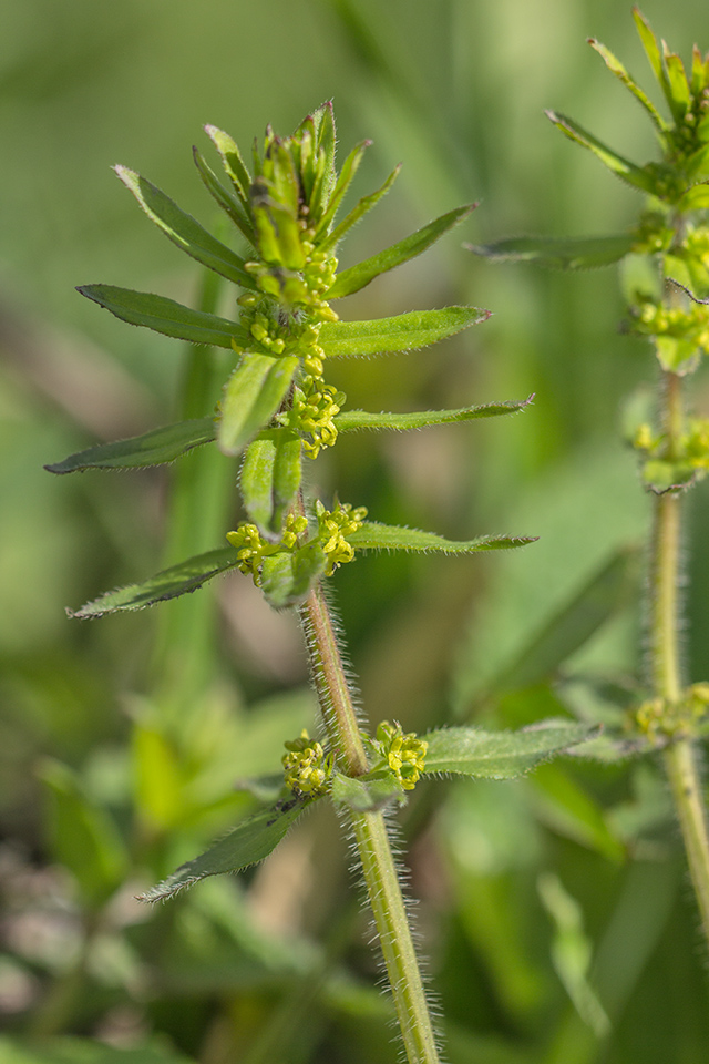 Image of Cruciata laevipes specimen.