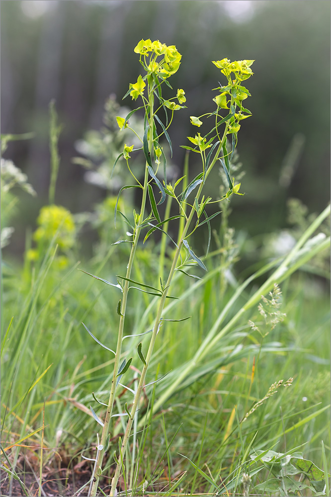 Изображение особи Euphorbia virgata.