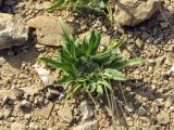 Gymnarrhena micrantha. Растение в щебнистой пустыне. Израиль, южный Негев, Мишор а-Сээфим. 12.04.2014.
