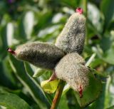 Paeonia lactiflora. Невызревший плод. Германия, г. Дюссельдорф, Ботанический сад университета. 02.06.2014.