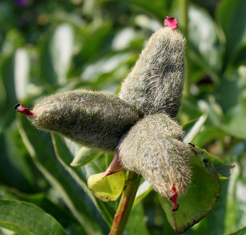 Изображение особи Paeonia lactiflora.