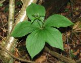 Paris quadrifolia. Цветущее растение с пятью листьями. Украина, Львовская обл., Дрогобычский р-н, г. Трускавец, Помярки, лес. 03.06.2014.