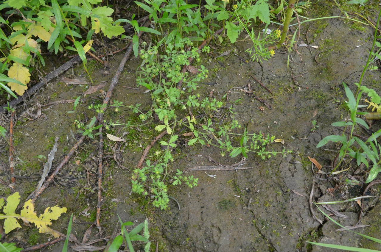 Изображение особи Potentilla heynii.