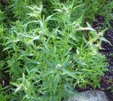 Achillea cartilaginea. Растение с бутонами. Мурманская обл., Североморский р-н, пгт Росляково, обочина просёлка. 06.08.2014.