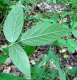 Rubus caucasicus