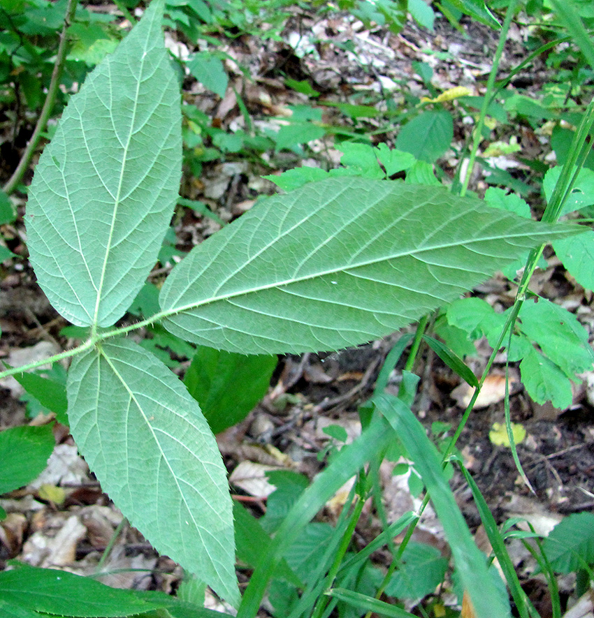 Image of Rubus caucasicus specimen.