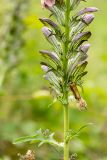 genus Acanthus