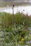 Cirsium heterophyllum