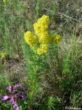 Galium verum. Цветущее растение. Крымский природный заповедник, Бабуган-Яйла. 19.07.2009.