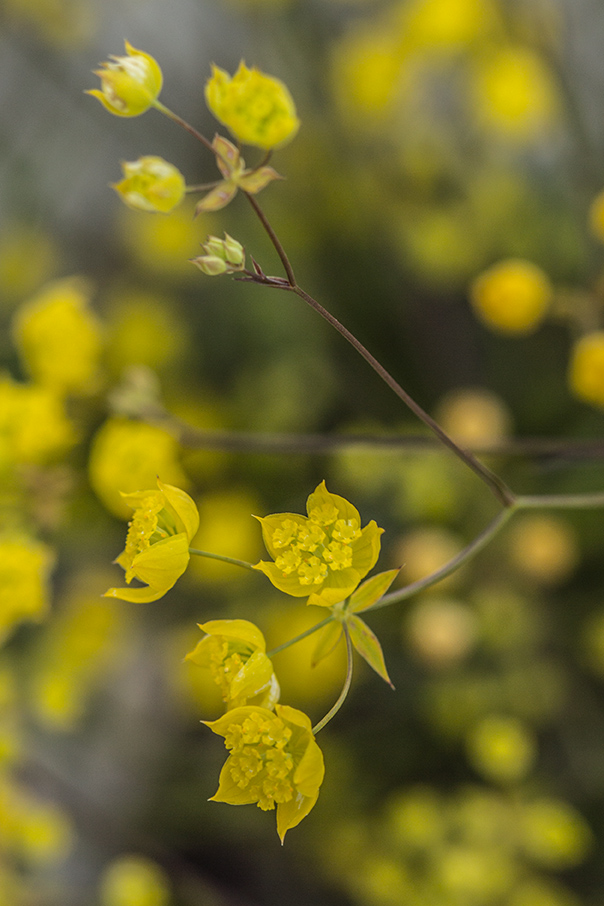 Image of Bupleurum karglii specimen.