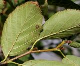 Duschekia alnobetula