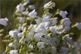 Campanula rotundifolia. Соцветия (белоцветковая форма). Кольский п-ов, Терский берег Белого моря, приморская вороничная тундра. 01.08.2014.