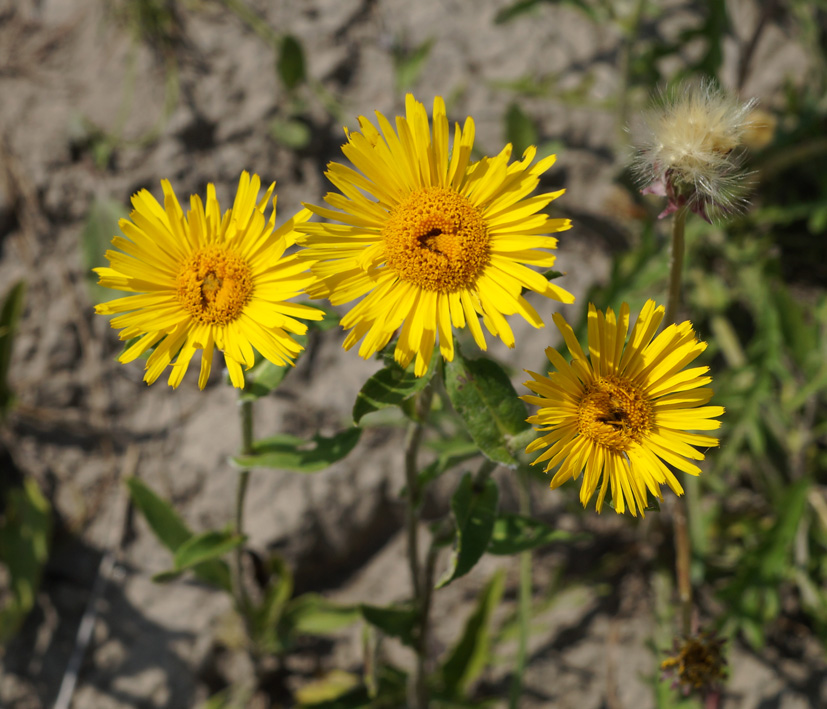 Изображение особи Inula britannica.