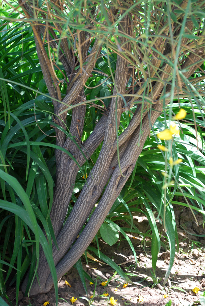 Image of Spartium junceum specimen.