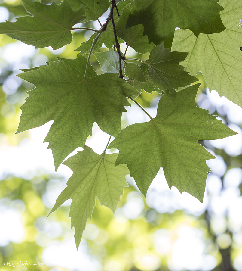 Изображение особи Platanus orientalis.