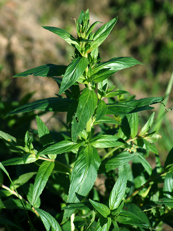 Изображение особи род Epilobium.