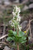 Corydalis ledebouriana. Верхушка цветущего растения. Южный Казахстан, горы Алатау, Западное ущелье, ~1000 м н.у.м. 11.04.2014.