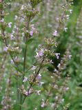 Nepeta nuda